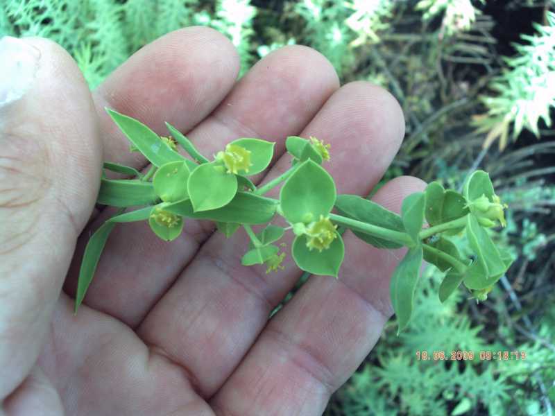 Euphorbia pithyusa subsp. pithyusa / Euforbia delle Baleari